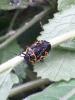 Eurydema ventralis